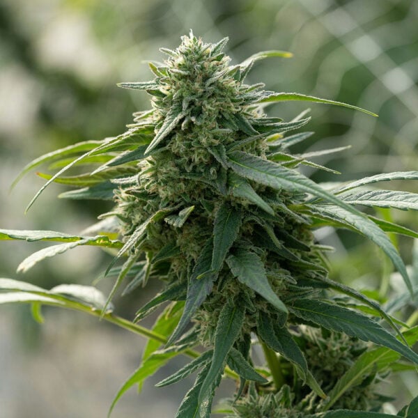 Jack Herer Seeds