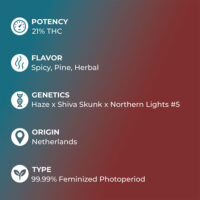 Jack-Herer-feature