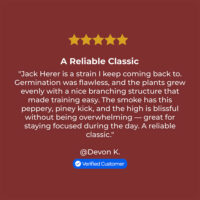 Jack-Herer-review