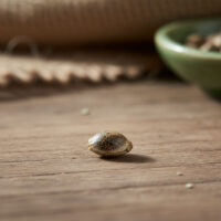 Jack-Herer-seed-closeup
