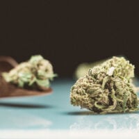 Nebula-Auto-bud-gallery
