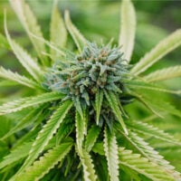 Nebula-Auto-cannabis-plant-feature