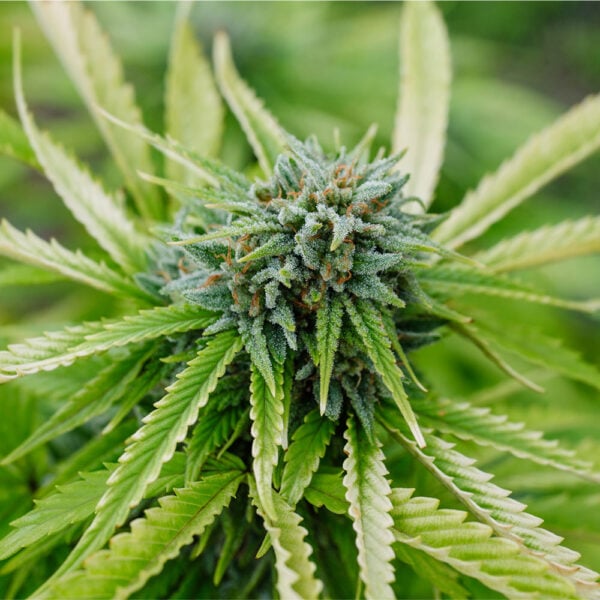 Nebula Auto