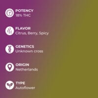 Nebula-Auto-feature