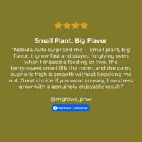 Nebula-Auto-review