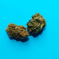 Northern-Lights-Auto-bud-gallery