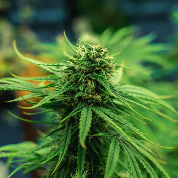 Northern Lights Auto