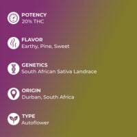 Northern-Lights-Auto-feature