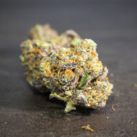 White-Widow-bud-gallery