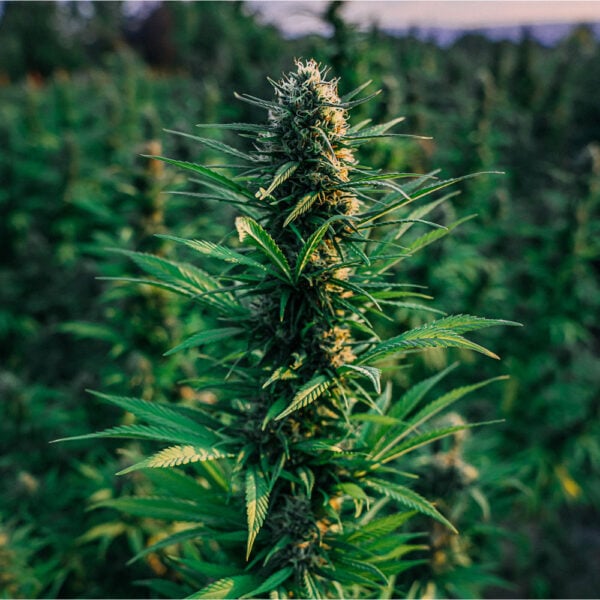 White Widow Seeds