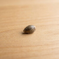 White-Widow-seed-closeup