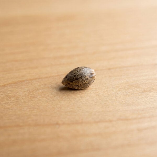 Hover image for White Widow Seeds