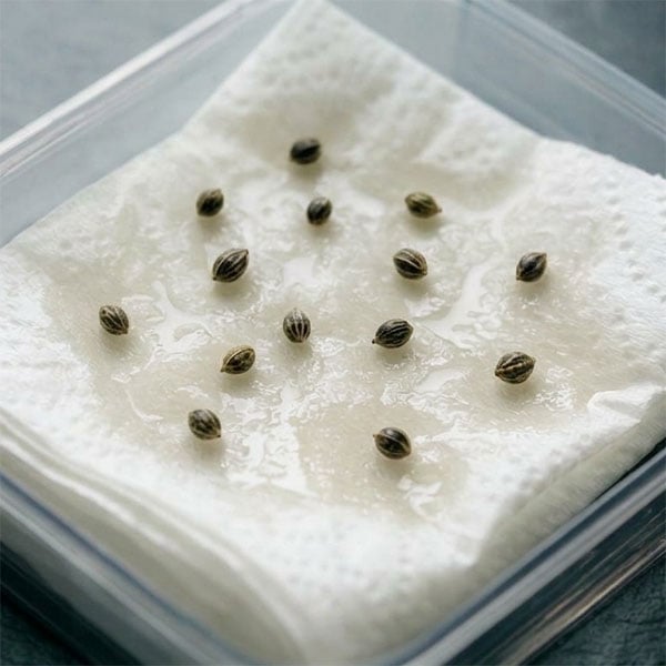 germinate cannabis with paper towel method