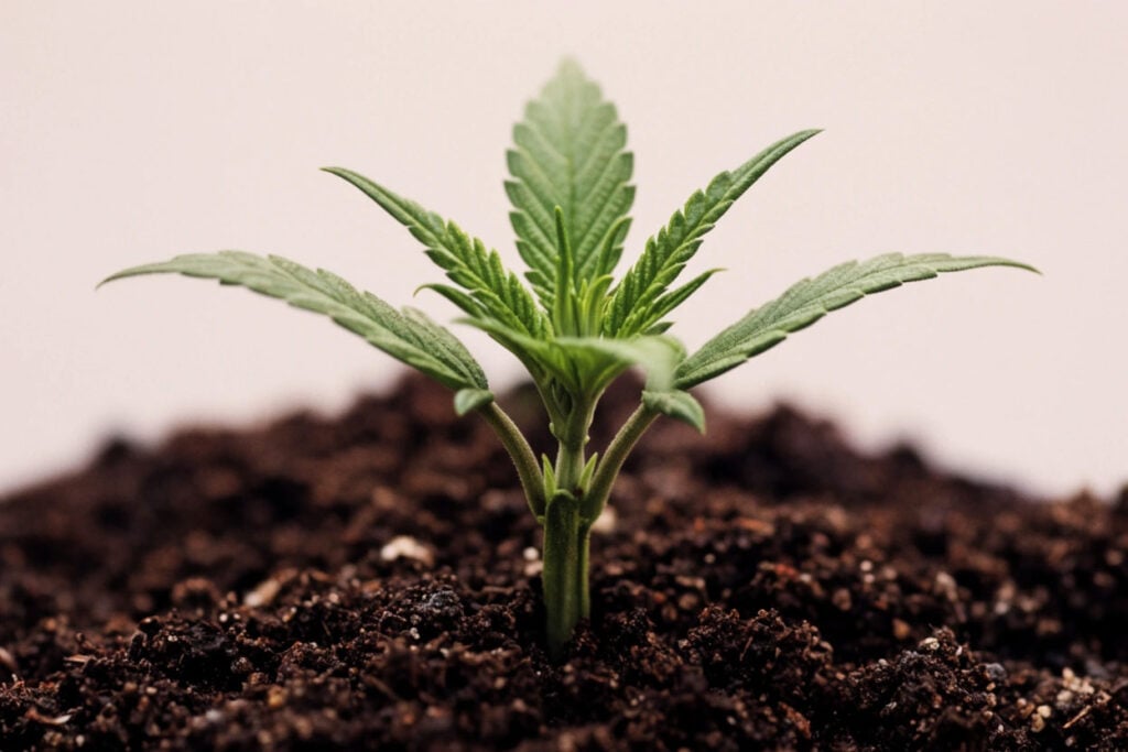 grow your cannabis seeds with confidence