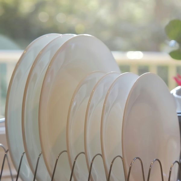 prepare to germinate seeds with dinner plates