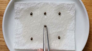 germination guide step 2 spacing your seeds