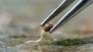germination guide step 7 carefully plant the seeds with taproots